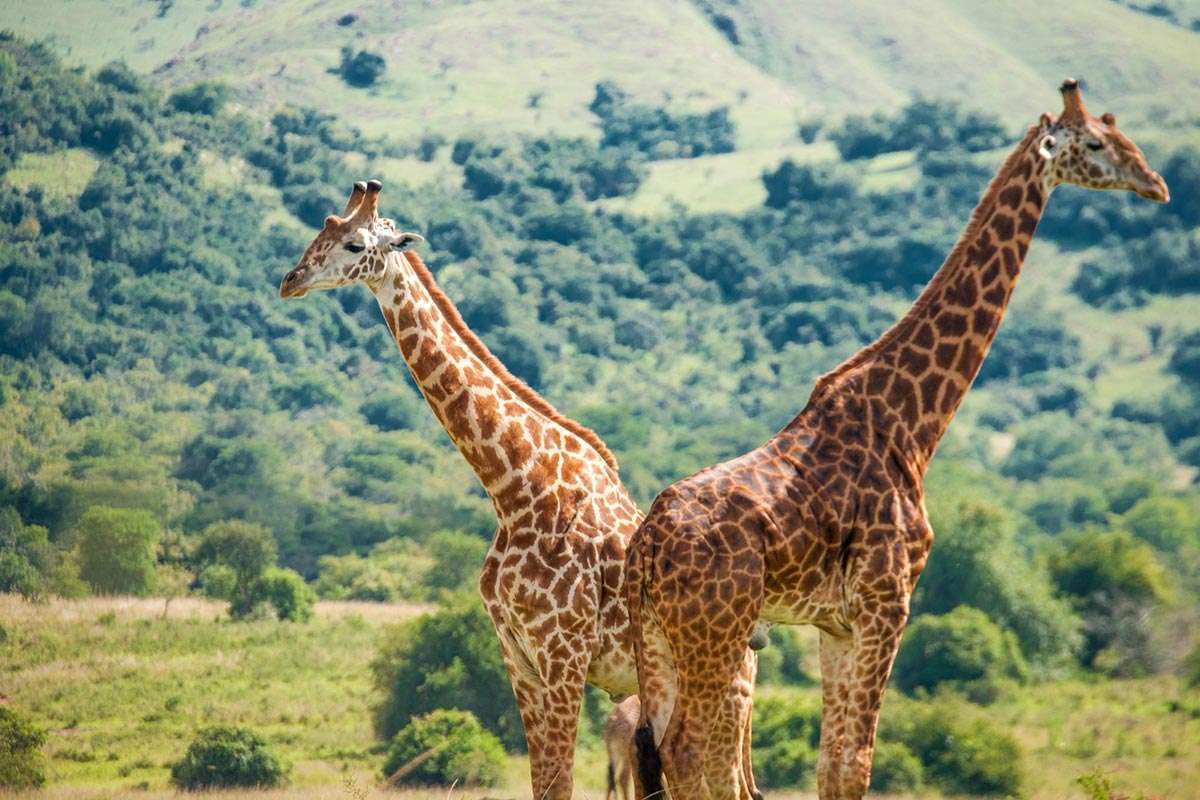 Akegera National Park - best Wildlife Safari experiences in Rwanda