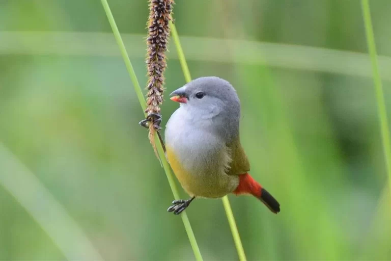 Uganda Birding & Gorilla Tour