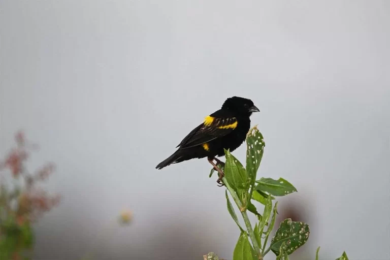 Uganda Birding & Gorilla Tour