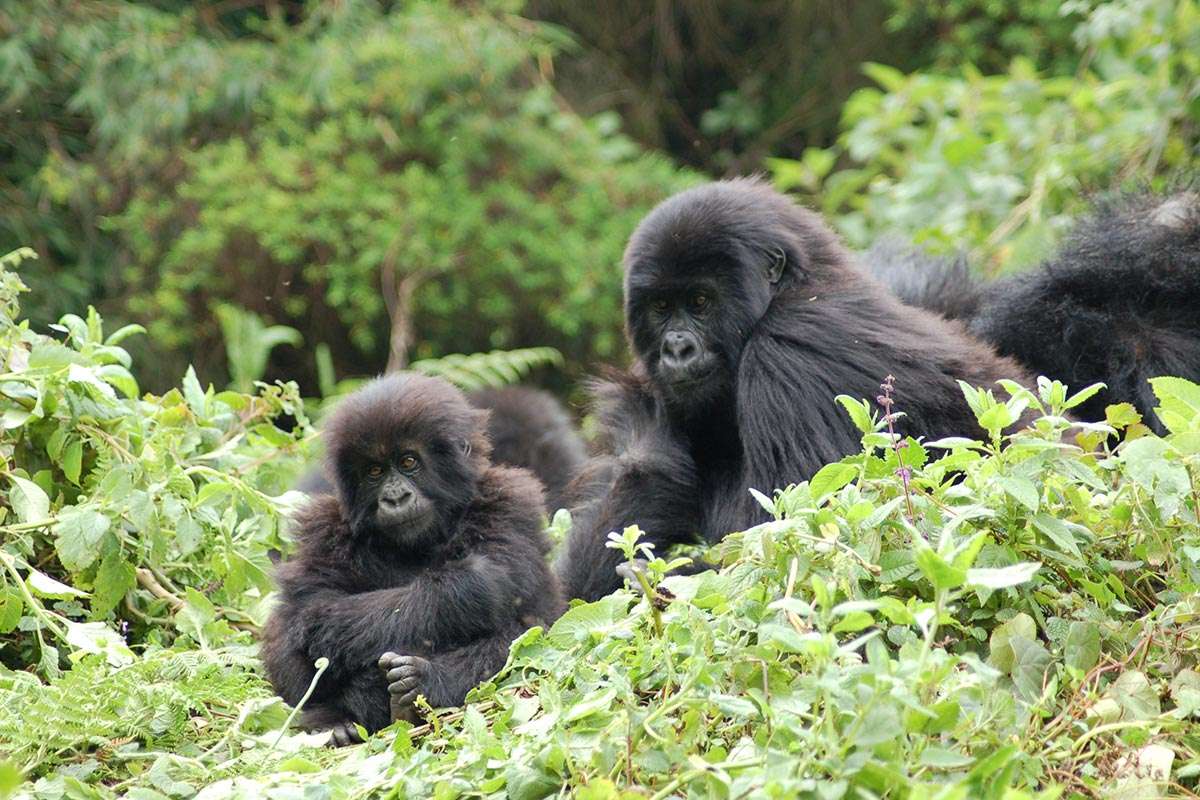 Mountain Gorilla Habituation in Bwindi