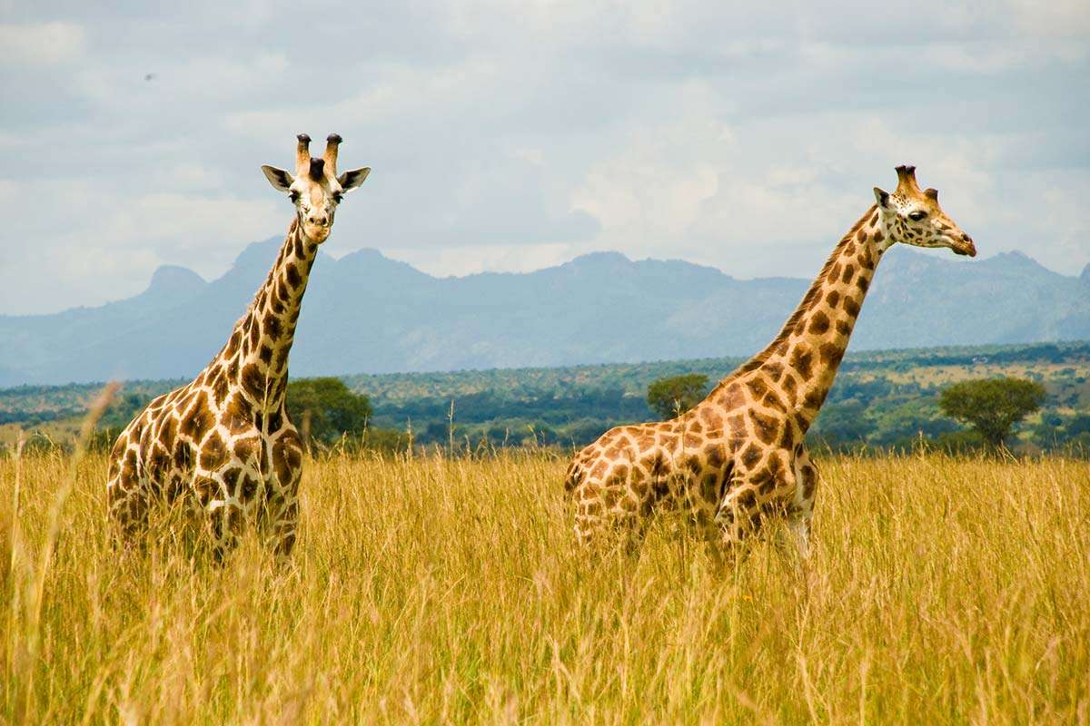 Kidepo Valley National park giraffes