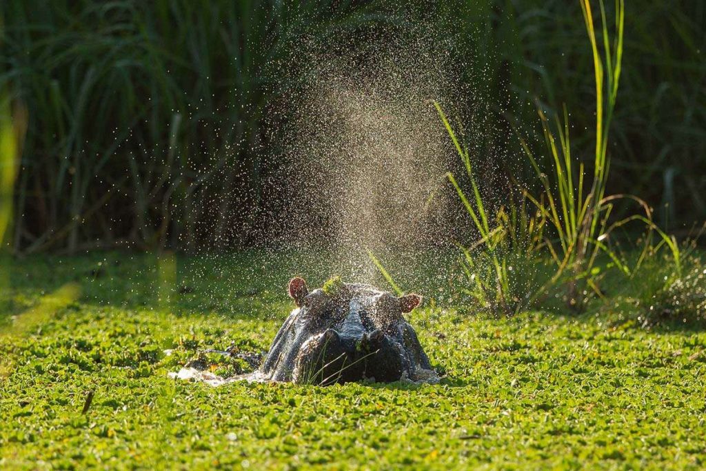 Boat Cruise and launch safari at Lake Mburo National Park