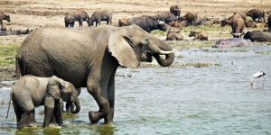 elephant, queen elizabeth national park, uganda