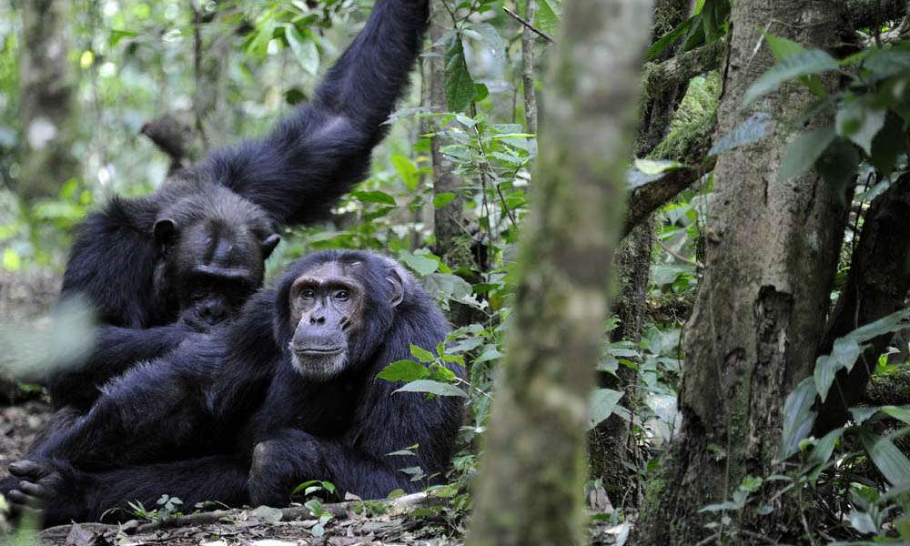 Uganda's Chimpanzees in Kibale, Boat Safari on Kazinga Channel, and Gorillas in Bwindi 