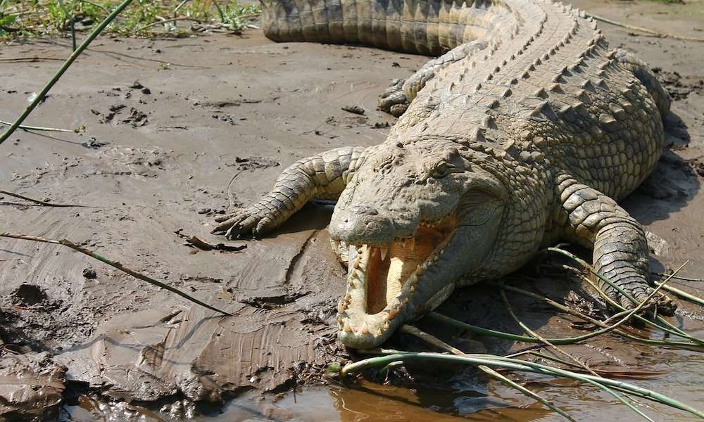 Nile Crocodile in Uganda