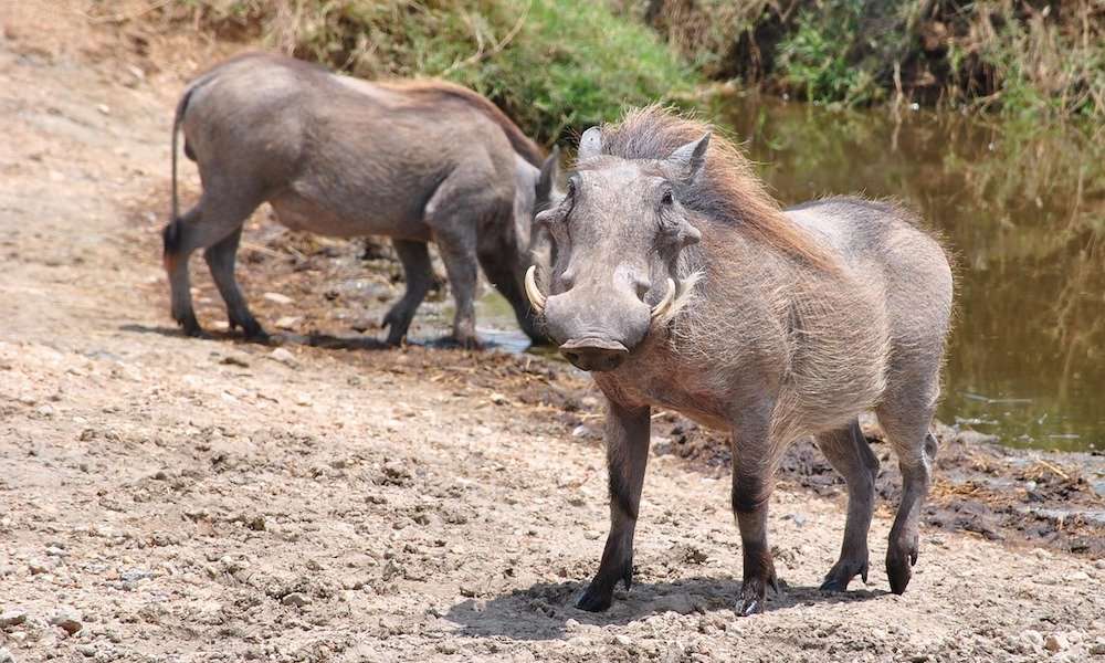 Warthog