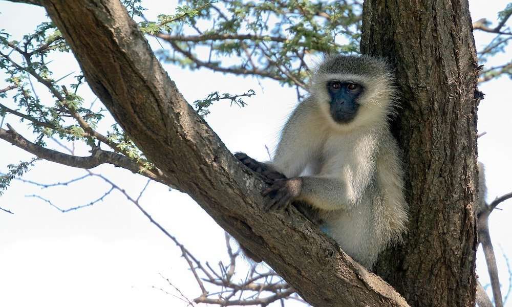 Vervet Monkey
