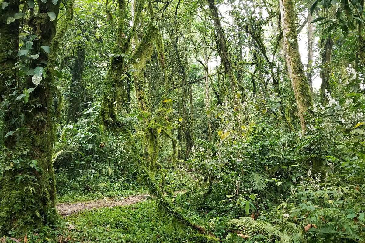 flora of bwindi impenetrable national park in southwestern uganda