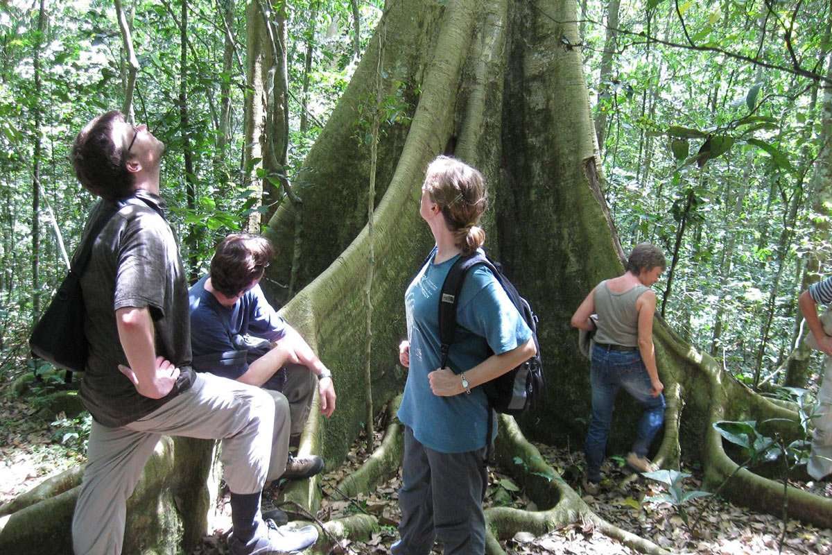 rainforest Plants in Kibale national park
