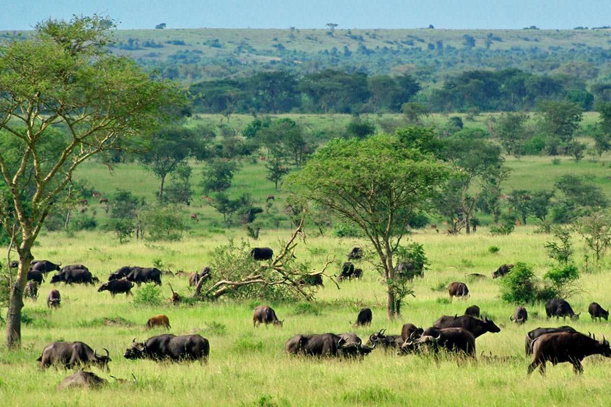 Safari in Queen Elizabeth National Park, Is Uganda Good for safari