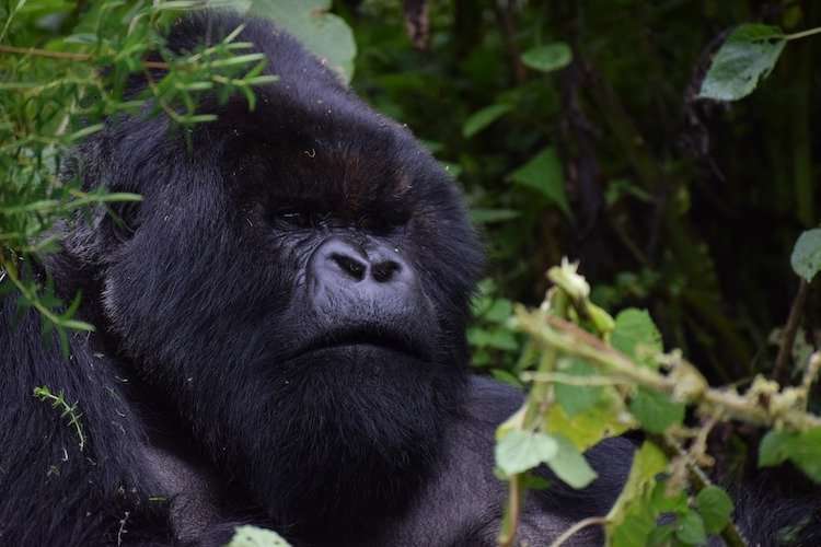 Silverback Gorilla, facts about Rwanda