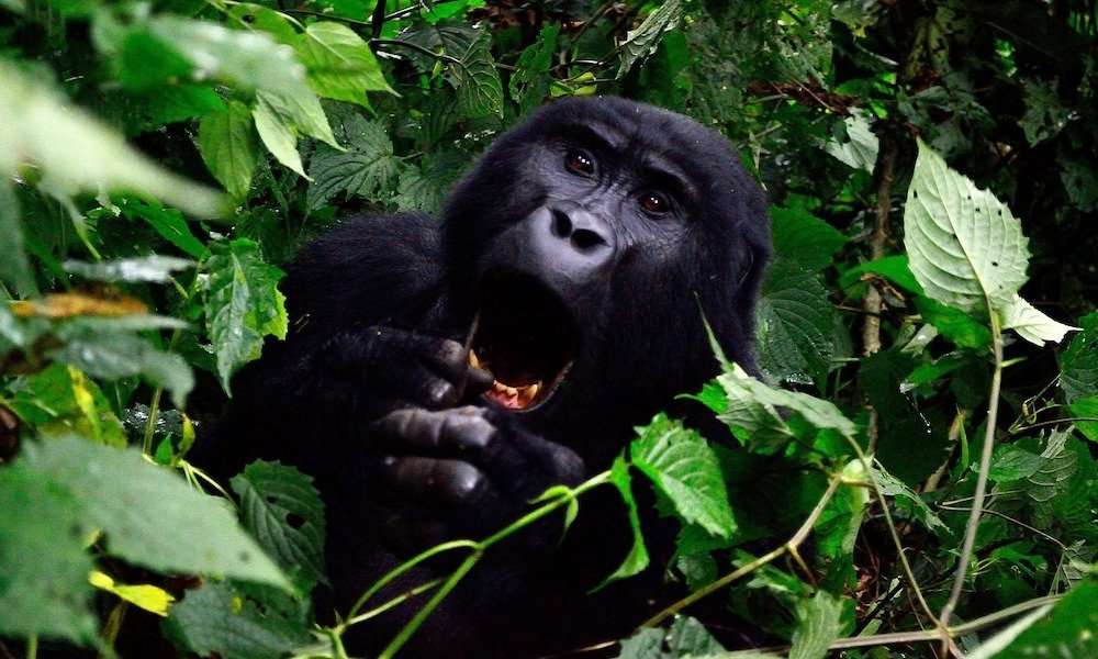 gorilla uganda