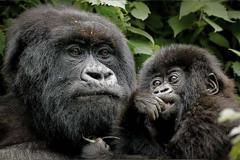 mother-baby-gorilla
