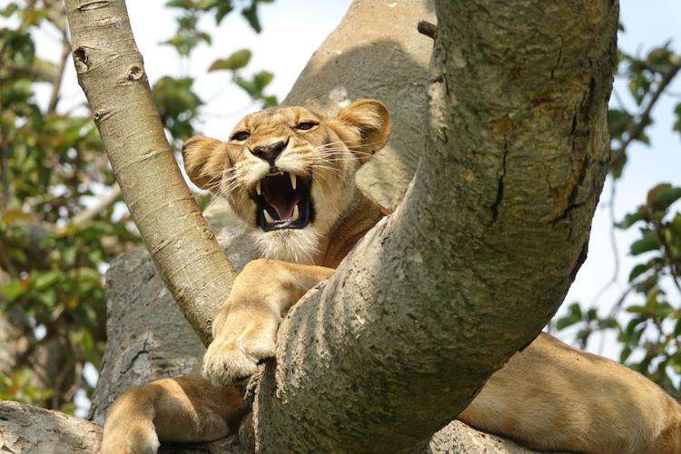lion cub, Queen Elizabeth national park