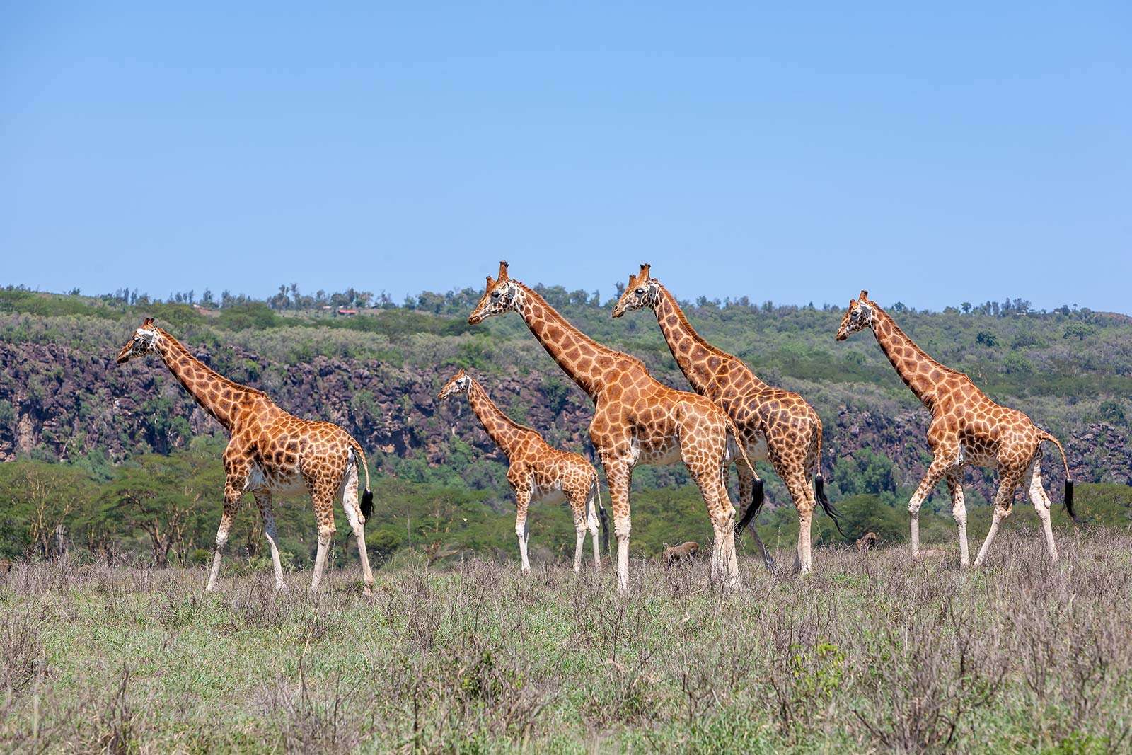 Giraffes