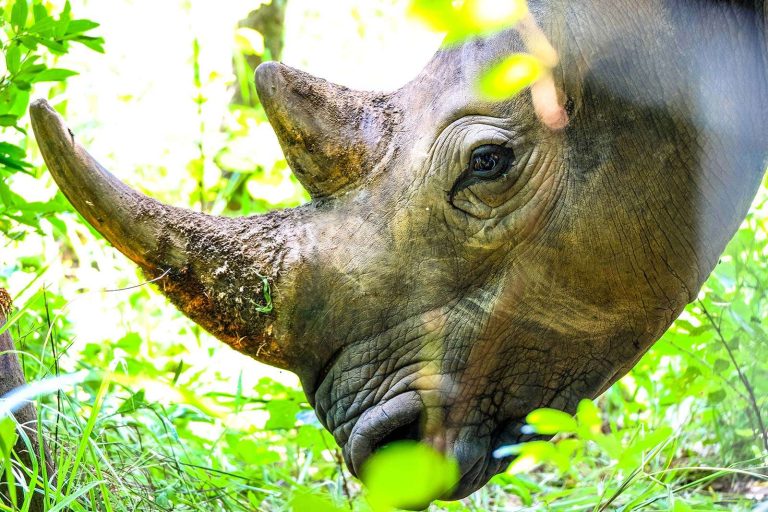 rhino