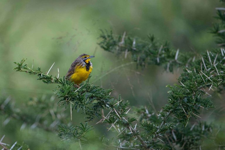 Uganda Birders Paradise (Birding Safari)