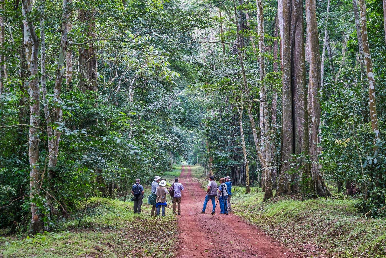 Exploring The Rainforests of Kibale, The Primate Capital of Africa.
