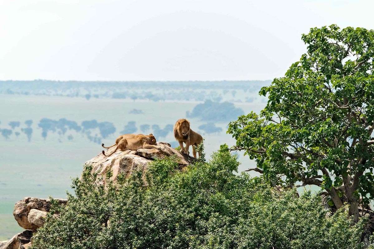 Untamed Wilderness in Uganda: A Wildife Safari Adventure in Kidepo Valley National Park