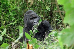 Luxury Uganda Gorilla Safari, mountain gorilla tour and permits in Uganda and Rwanda