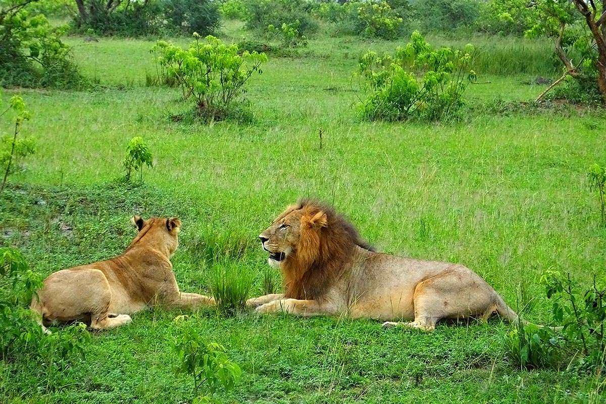 Lions in Murchison Falls National Park - Uganda Good For Wildlife Safari