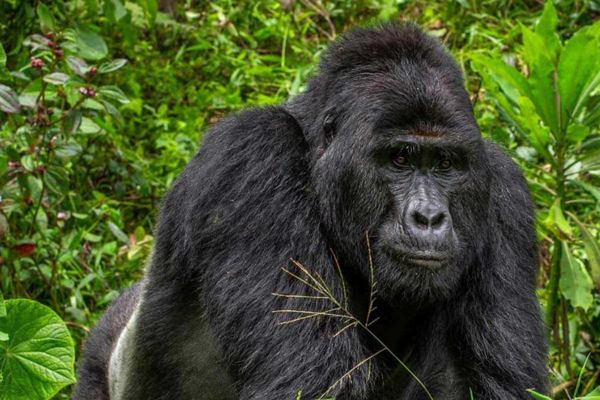 The Slain Leader, Silverback Rafiki (25) Killed by poachers on June 1, 2020 | @UWA