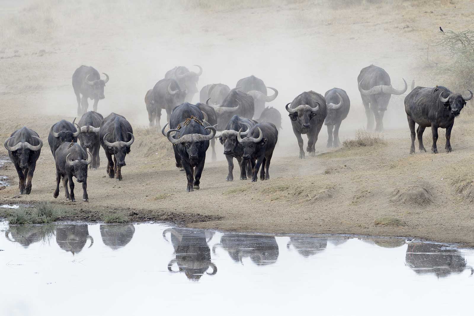 Buffalo - Misty morning on Kazinga Channel