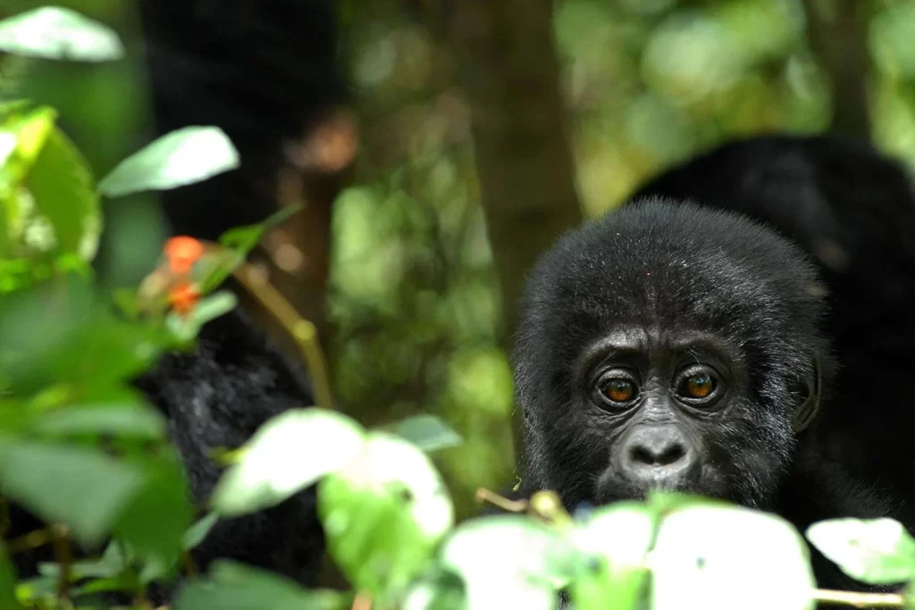 visit Uganda and see the mountain gorilla