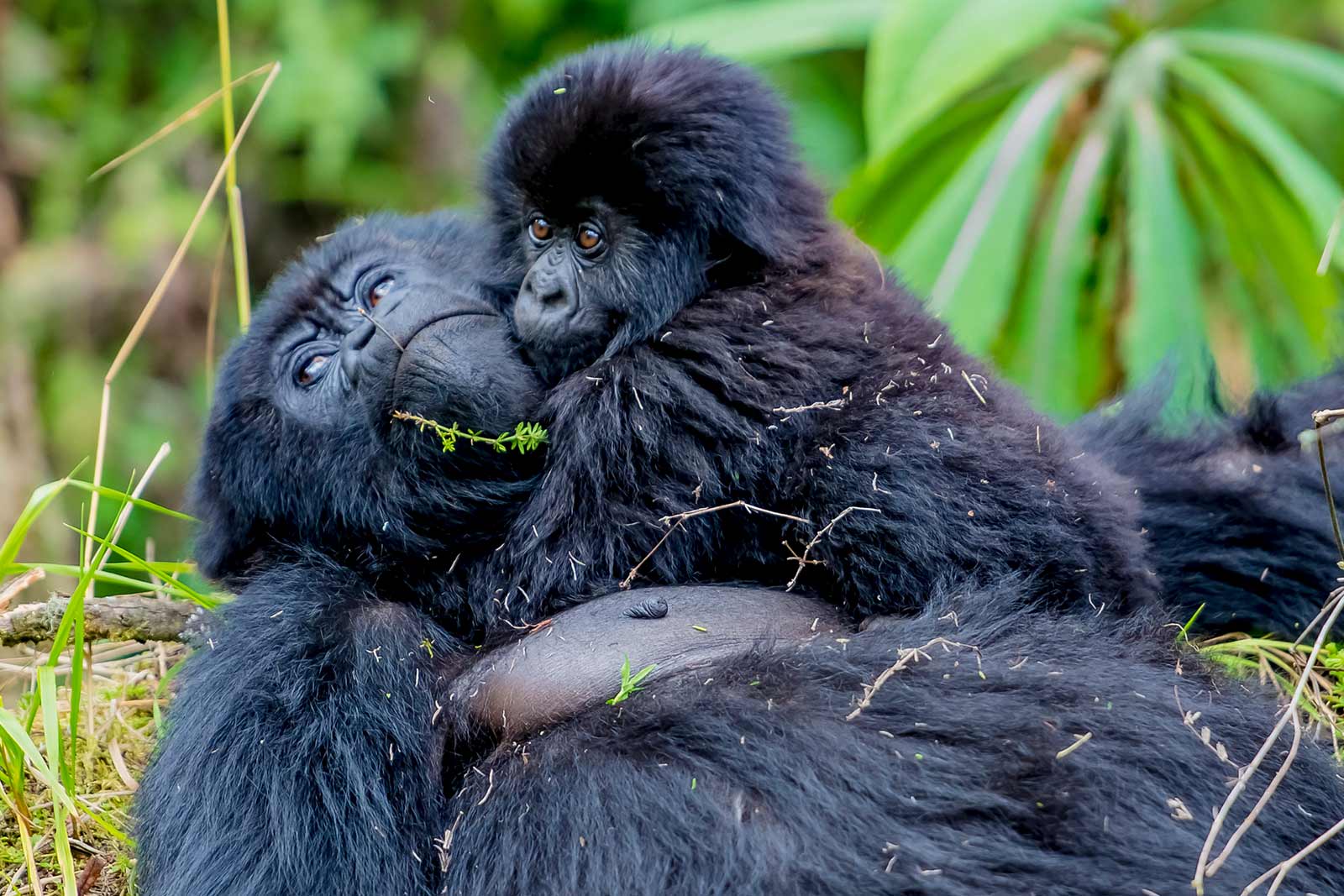 Rwanda gorilla trekking experience, one of the top East Africa Safaris For First-Timers