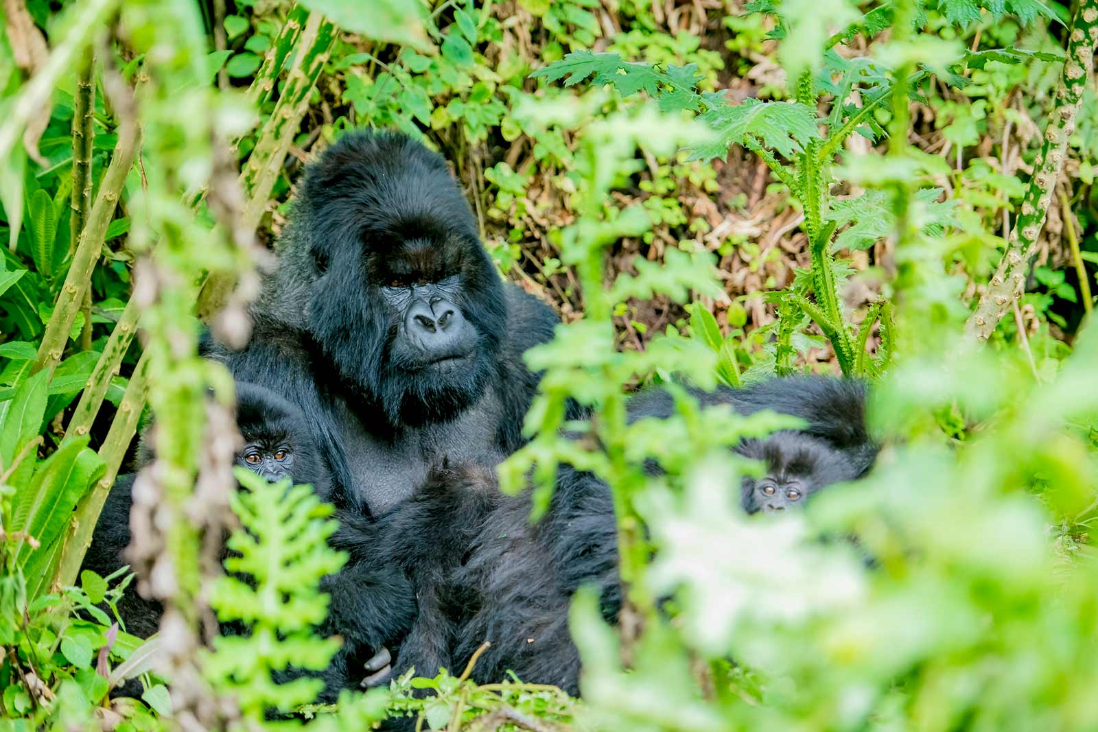 Mountain gorilla trekking in Uganda and Rwanda for East Africa Safaris For First-Timers