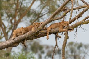 Tree lions restring in the savannah trees in Queen Elizabeth National Park's Ishasha sector.