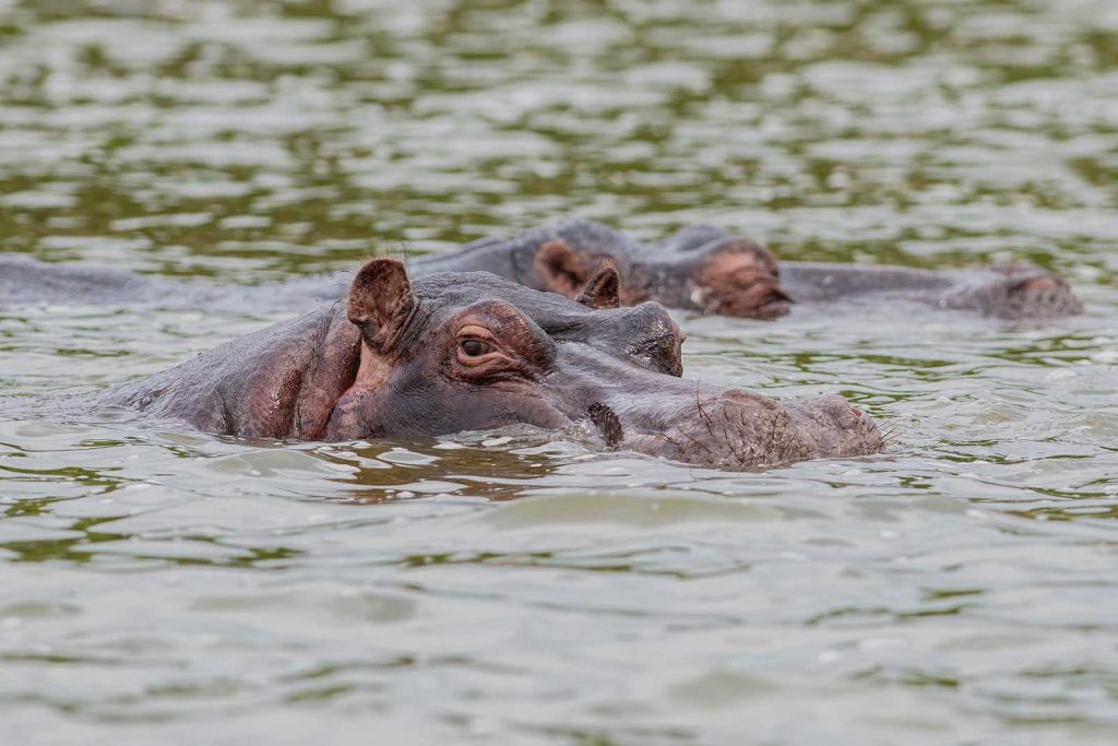 queen elizabeth Kazinga Channel Hippos
