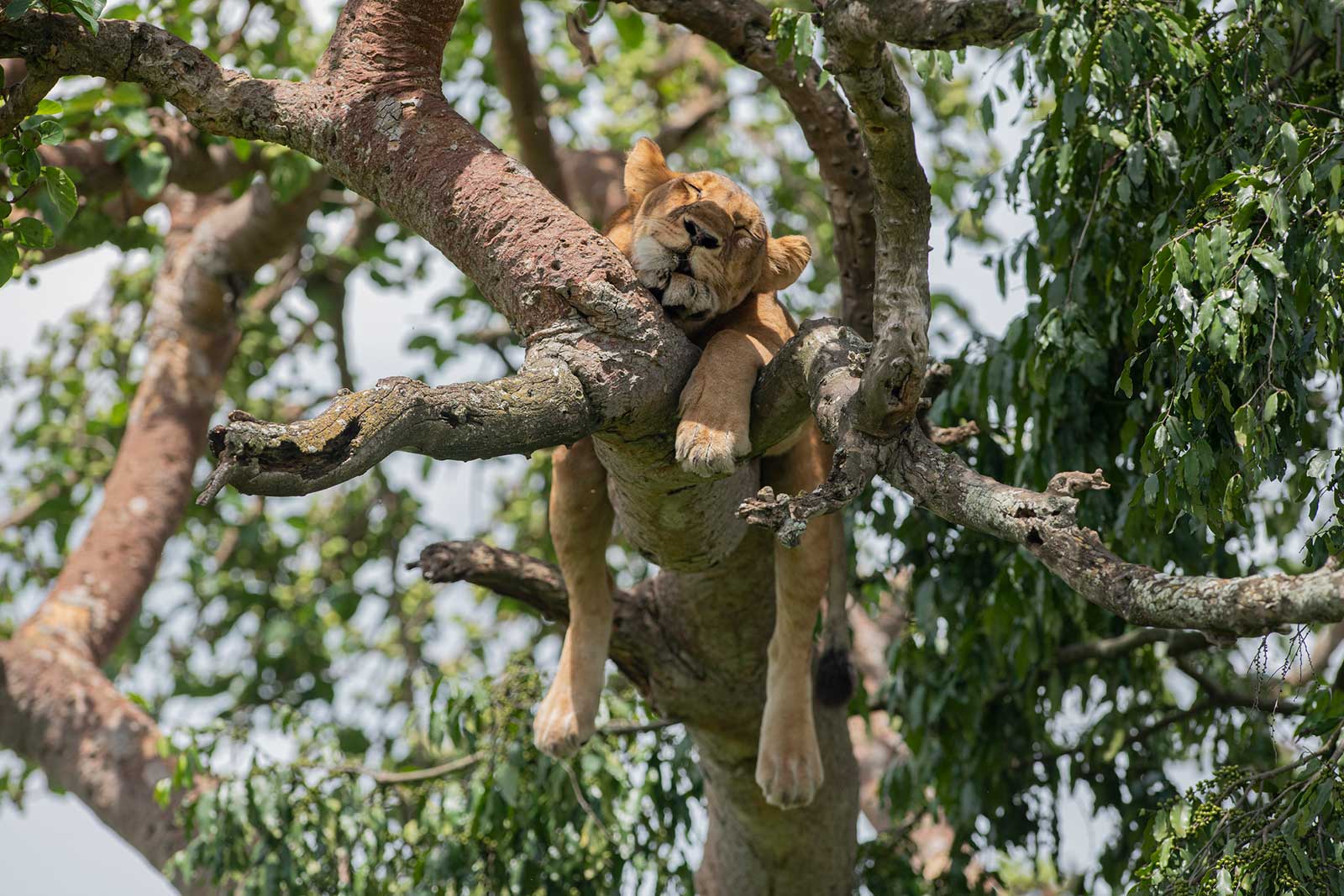 A lioness lounging in the tree in Ishasha Sector of Queen Elizabeth National Park - best places to watch lions in Africa