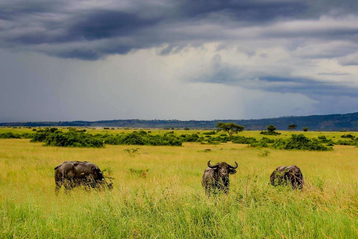 Best Time To Visit Uganda -  in Queen Elizabeth NP