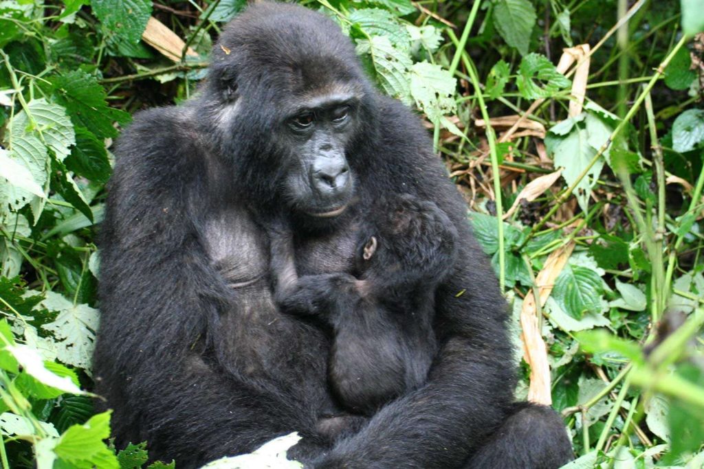 Uganda gorilla baby boom in Bwindi impenetrable Forest