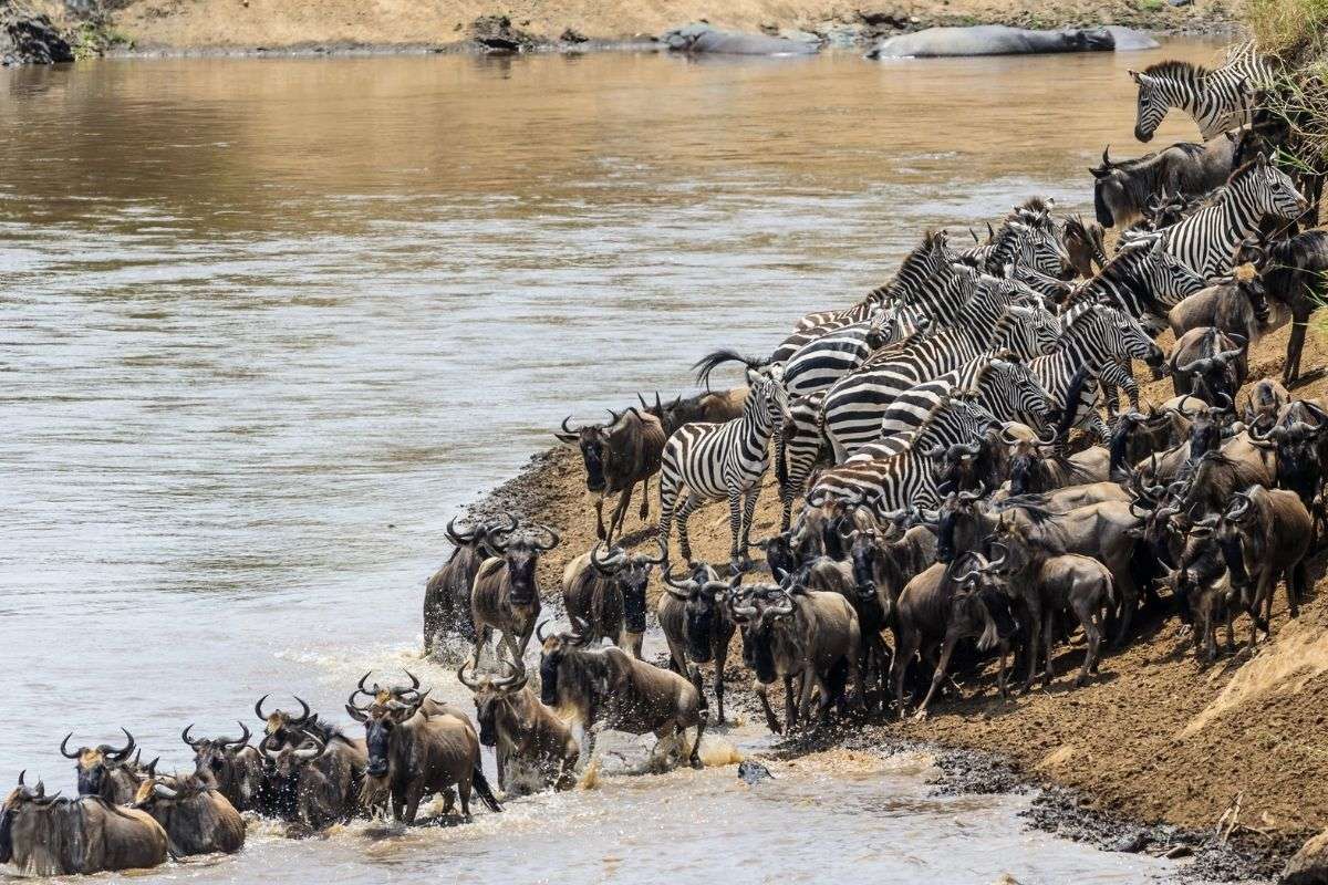 Kenya - Tanzania Migration for first timers