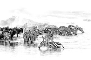 The great migration safari in Kenya. Wildebeest and Zebra.