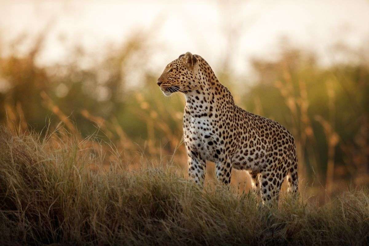 African Leopard