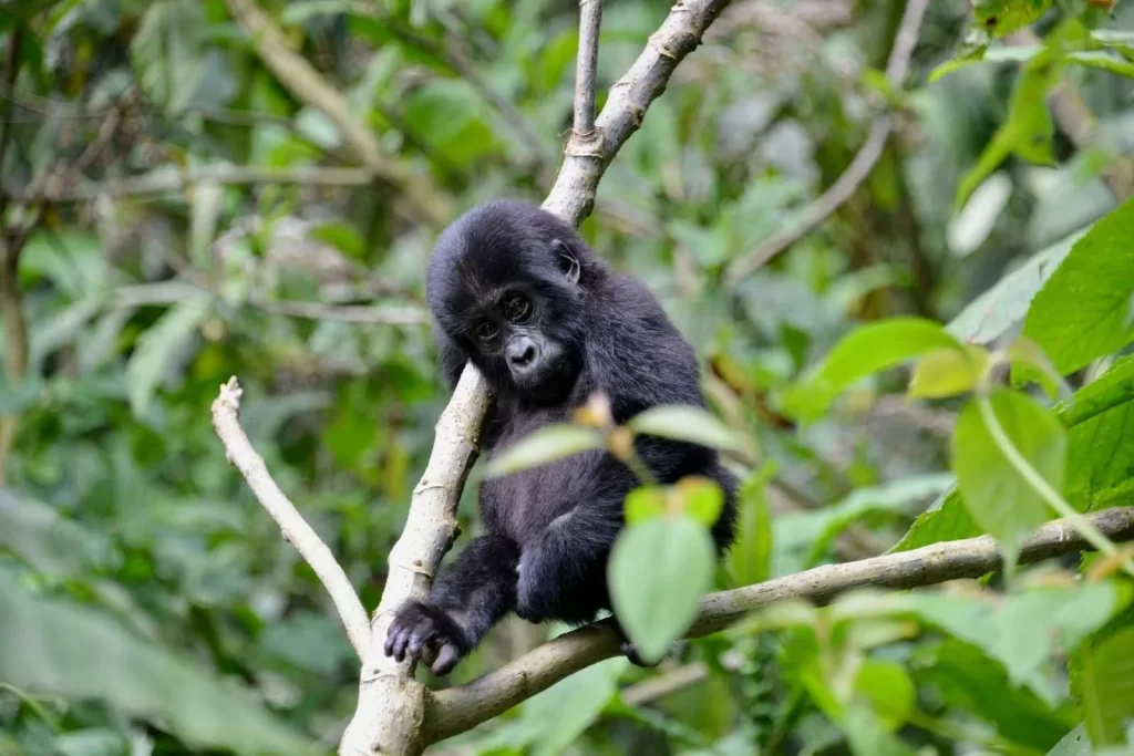 Baby Gorilla, best of uganda Adventure holiday - gorillas, chimps, game parks