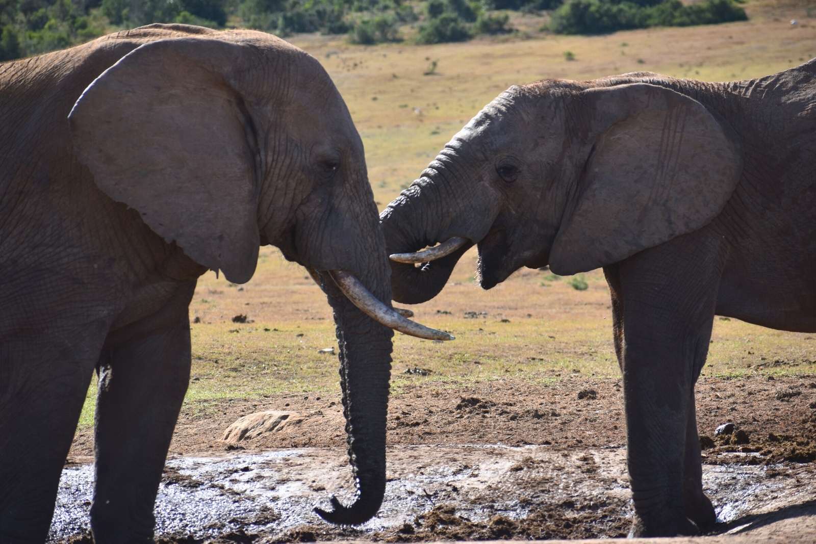 A young elephant couple show off their affection, a wild valentine's day in the animal kingdom - mating rituals of African animals