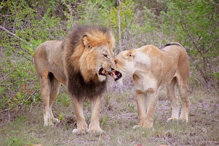 Watching lions in Queen Elizabeth National Park - best places to see lions on Safari in Uganda