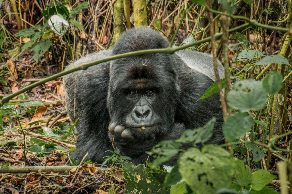 Masai Mara & Gorilla Trekking Safari holiday in kenya and Uganda
