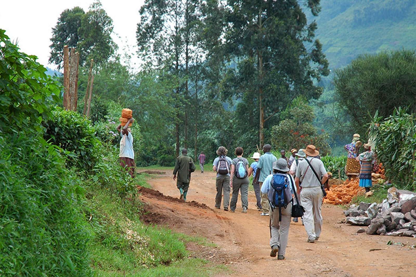 Nkuringo Walking Safaris - Uganda Local Safari Guides