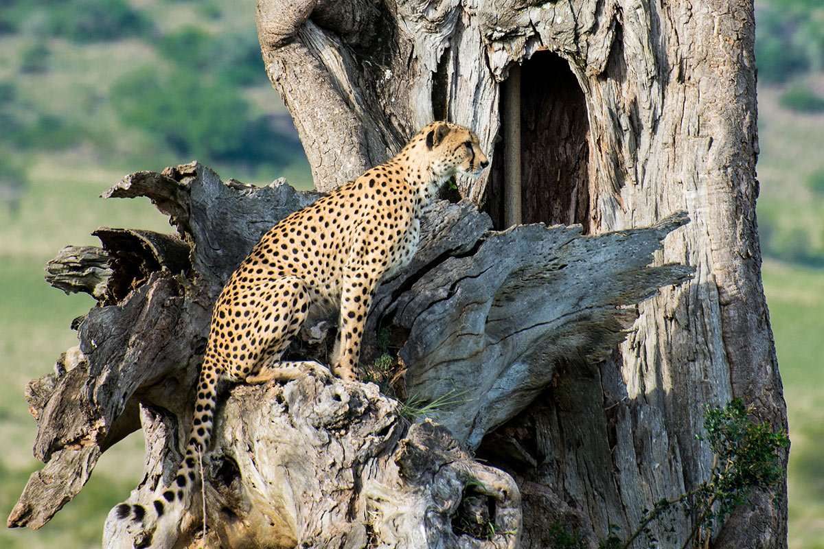 The only place to see cheetah in Uganda is Kidepo Valley. is uganda good for wildlife safari?