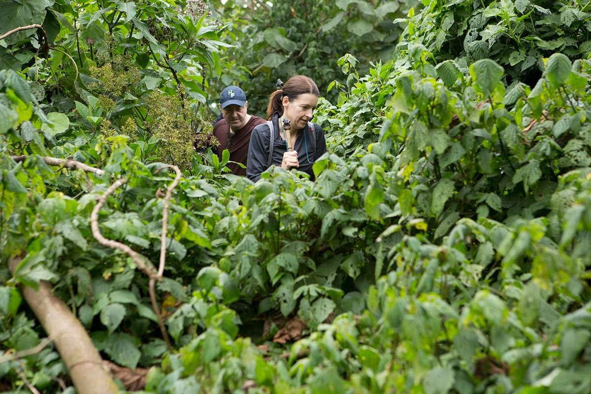 gorilla trekking in the bushes on the Discovering Uganda and Kenya: Gorillas and Masai Mara Safari