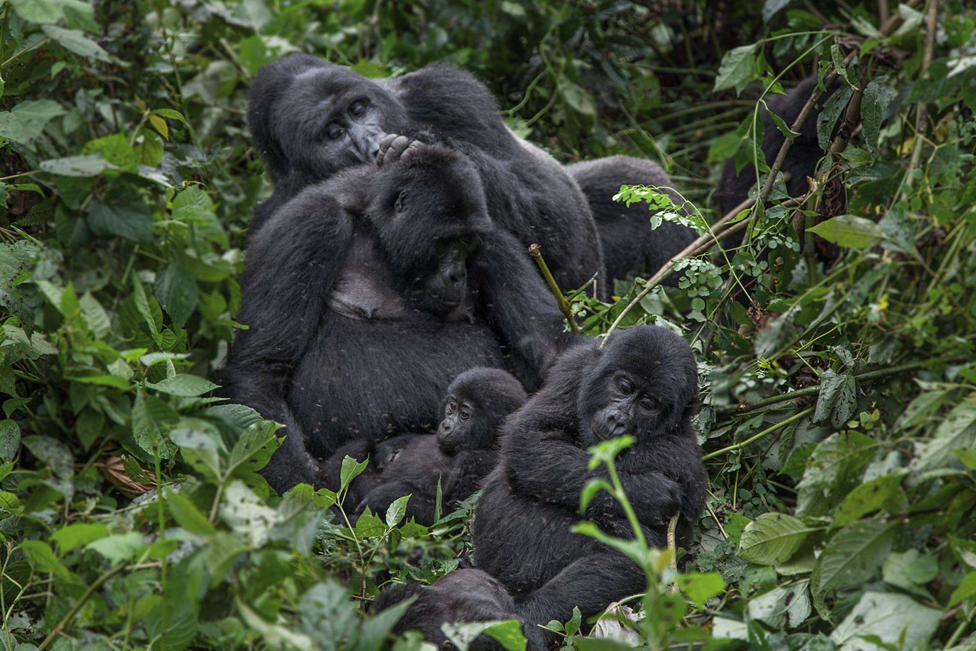 watching Africa gorillas in uganda - bwindi impenetrable forest