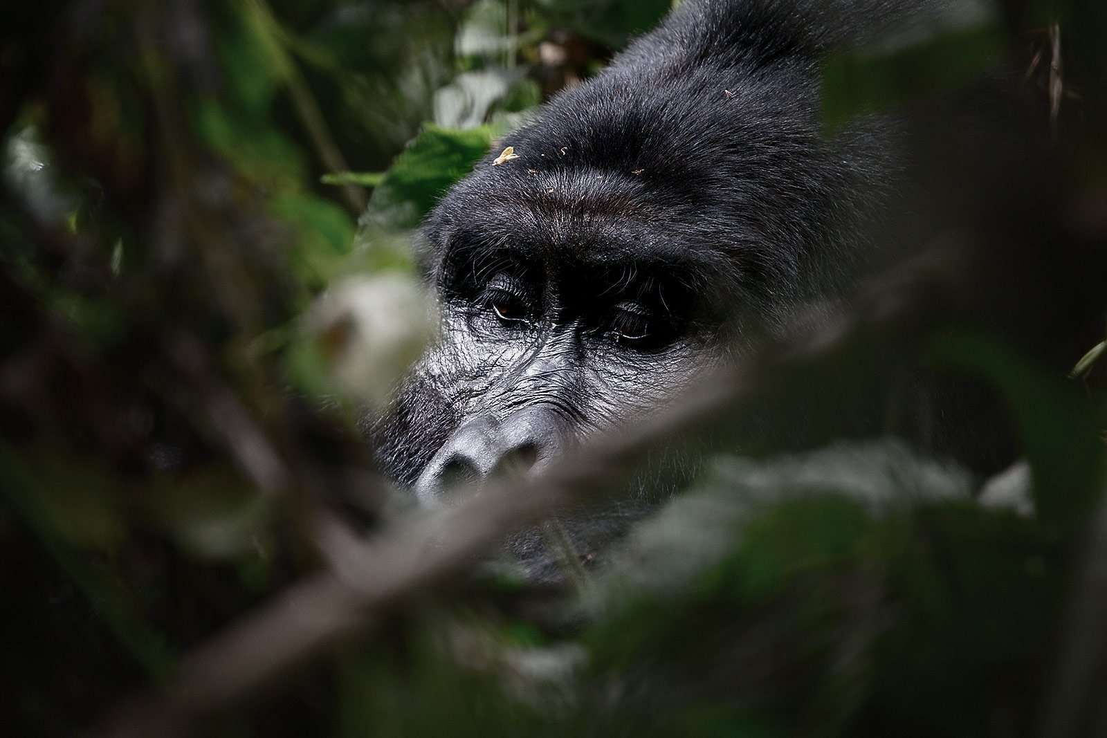 These are the best countries to watch Africa's Wild Gorillas