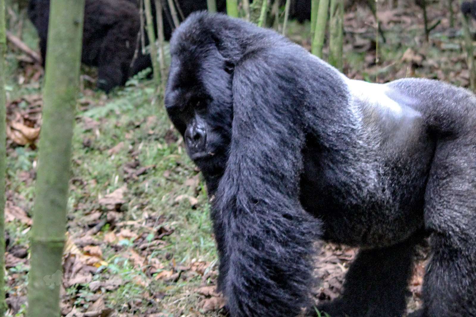 Silverback gorillas are shy and gentle but very protective of their family