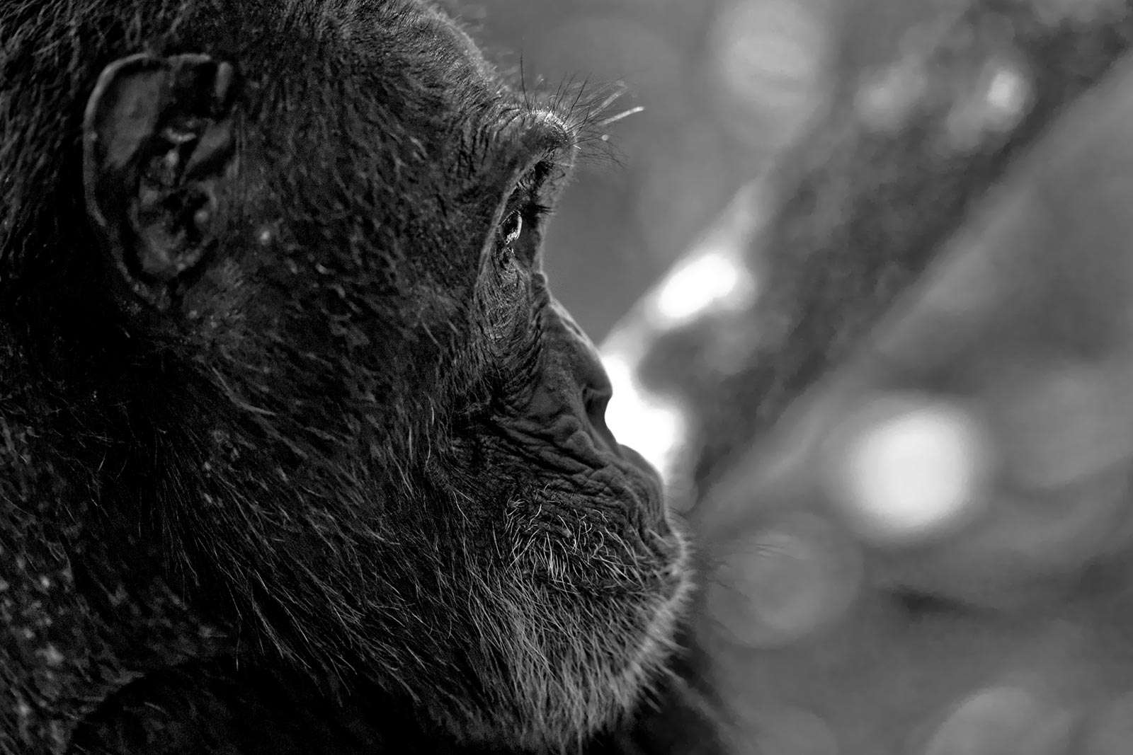 Intelligent Chimpanzee in Kibale, Uganda. Discovering Uganda and Kenya: Gorillas and Masai Mara Safari