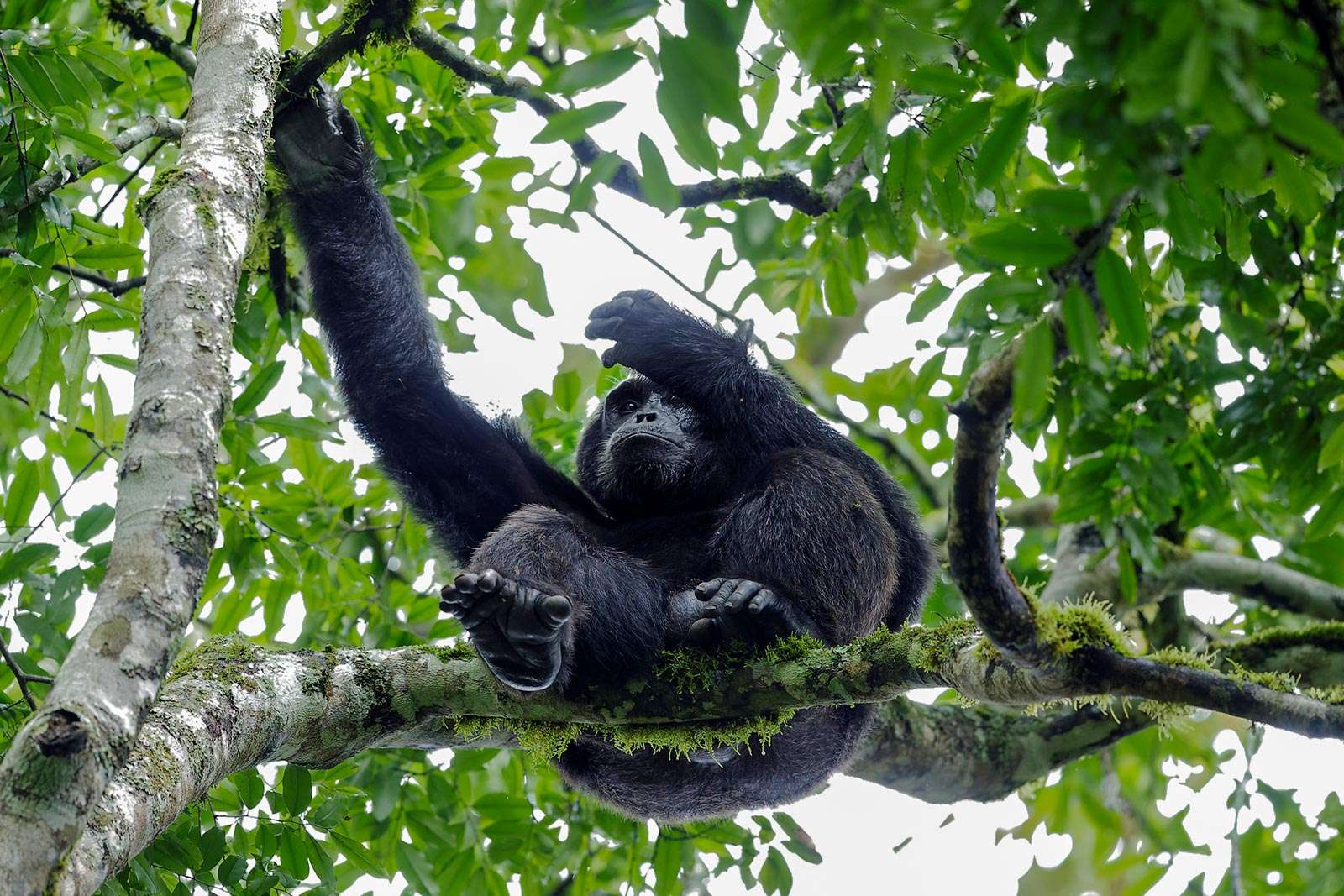 Gombe Stream National Park, one of the Best Places To See Chimpanzees in The Wild Africa